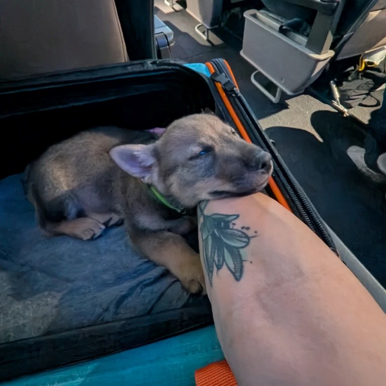 Vlasnik se brinuo da će let sa štencem biti kaos, nije bio spreman za stvarnost