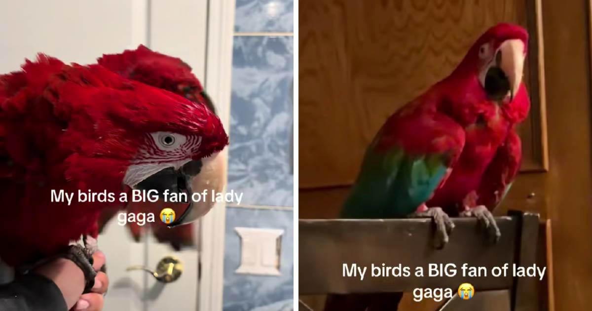 Papiga pjeva i pleše na pjesmu Lady Gage, video je hit na internetu 😂
