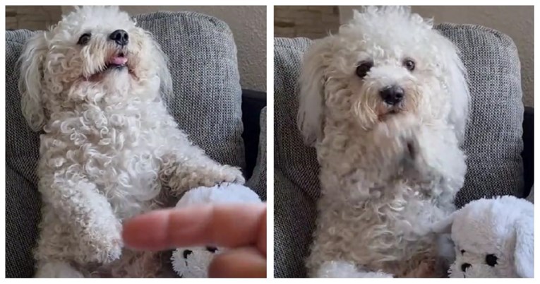 "Ovo je preslatko": Pas koji plješće šapicama dok mu vlasnik pjeva je hit na TikToku