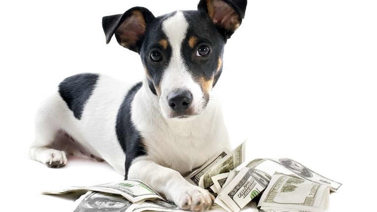 U Europi plaćaju da bi udomili psa, a u Hrvatskoj udomitelji dobivaju novac