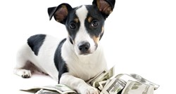 U Europi plaćaju da bi udomili pas, a u Hrvatskoj udomitelji dobivaju novac