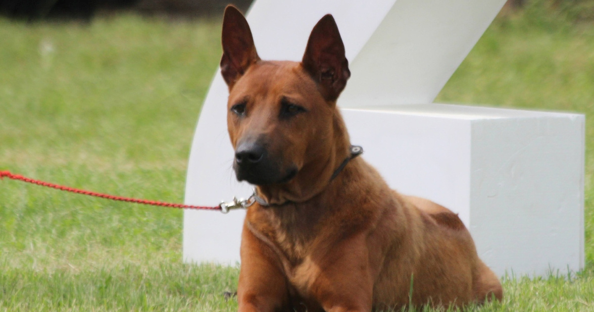 Rijetka egzotična pasmina koja plijeni poglede: Tajlandski gonič ima uzgajivača u RH