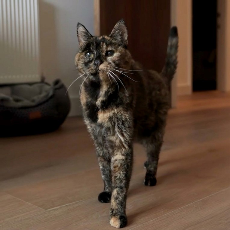 Najstarija mačka na svijetu proslavila 30. rođendan