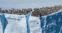 Nevjerojatan prizor prvi put zabilježen kamerom: 700 mladih pingvina skakalo s litice