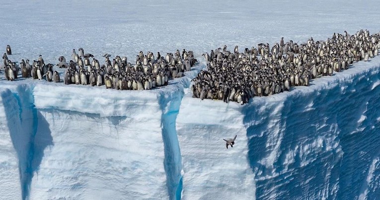 Nevjerojatan prizor prvi put zabilježen kamerom: 700 mladih pingvina skakalo s litice