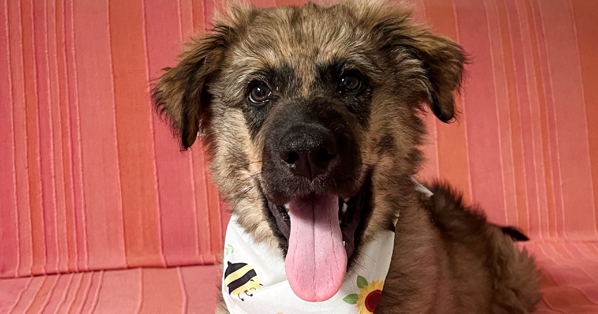 Victora su pronašli napuštenog i iscrpljenog na smetlištu. Pomozimo da pronađe dom