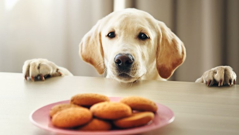 Ovih 9 namirnica mogu biti opasne po život vašeg psa