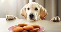 Ovih 9 namirnica mogu biti opasne po život vašeg psa