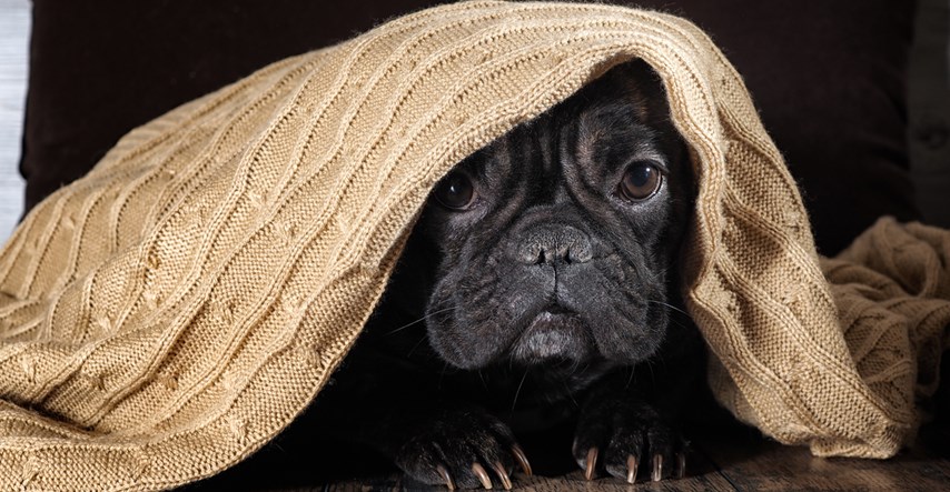 Saznajte 10 najčešćih psećih strahova i podijelite s nama svoja iskustva