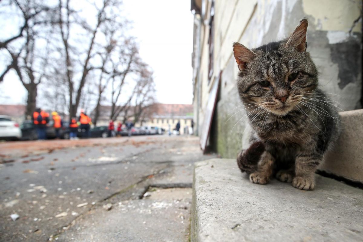 Fotografije mačića iz potresom pogođene Petrinje slamaju srce