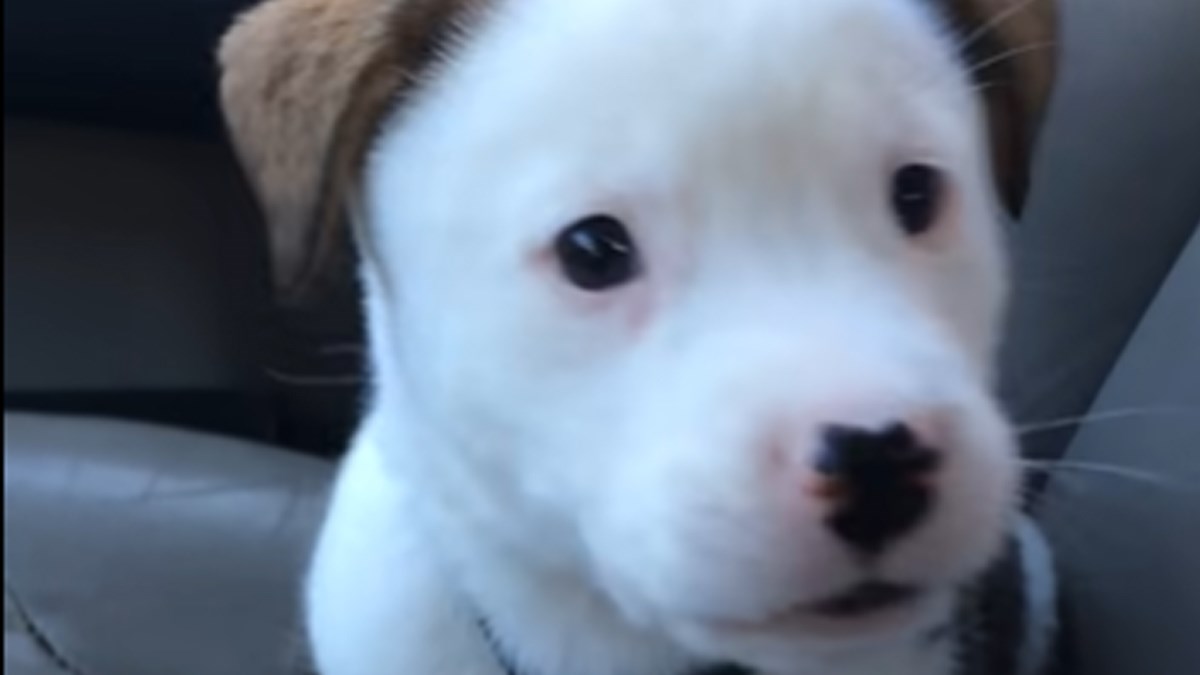 Preslatko štene se ljuti zbog svog štucanja i osvaja društvene mreže