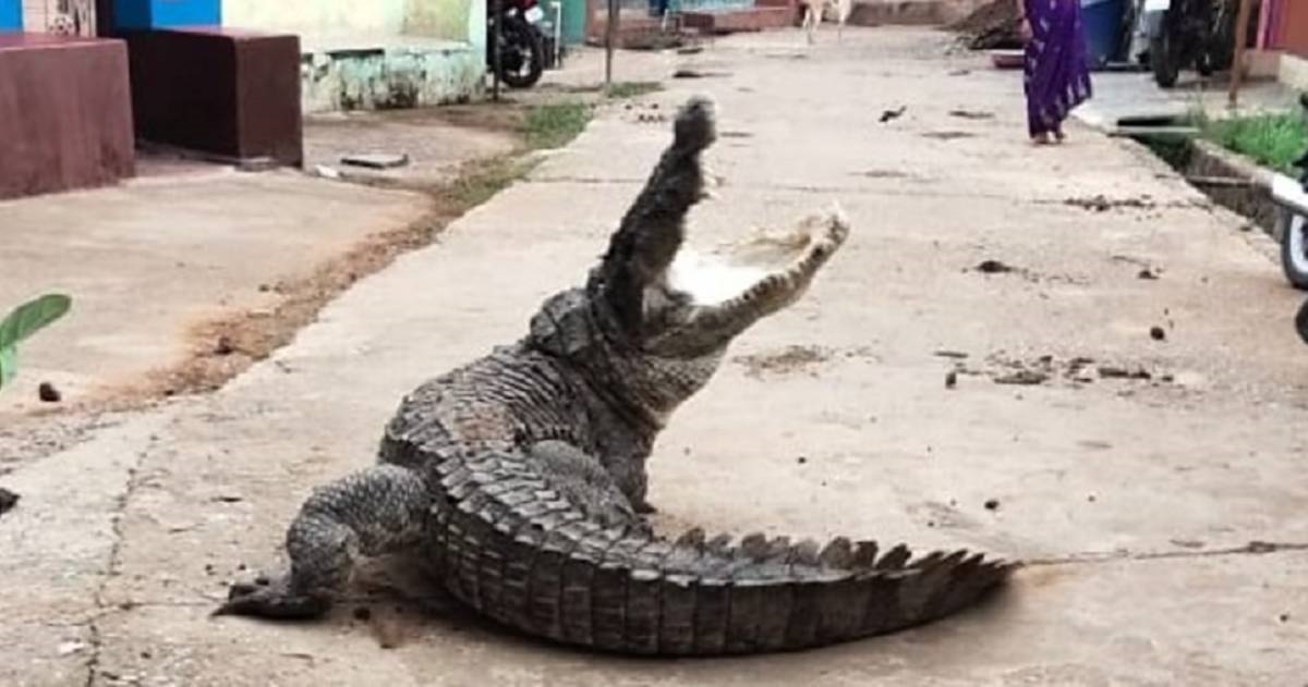 VIDEO Golemi krokodil prošetao selom u Indiji, ljudi ostali u šoku