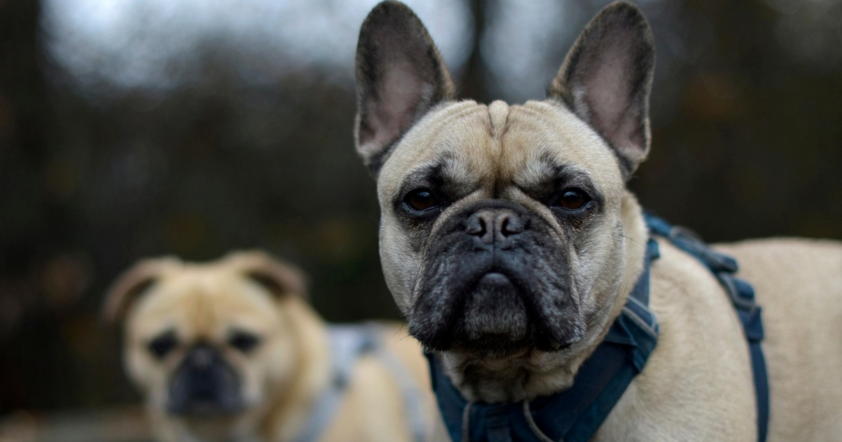 Veterinari uputili dramatičan apel: Prestanite kupovati pse s plosnatim njuškama