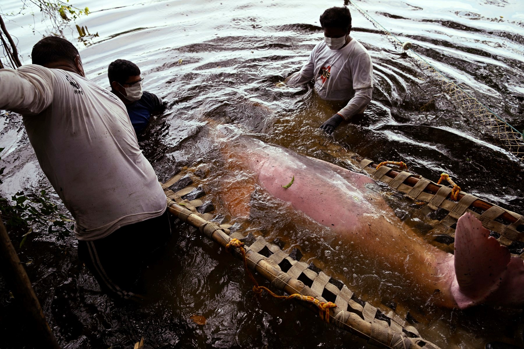 Stotine uginulih dupina nađeno u Amazonskoj prašumi. "Bilo je toplije od jacuzzija"