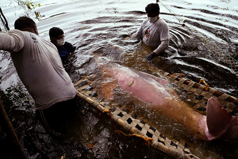 Научниците ја потврдија причината за масовното изумирање на делфините во амазонската прашума