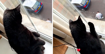 Mačka kroz prozor vidjela kako njen vlasnik mazi drugu mačku, pogledajte reakciju