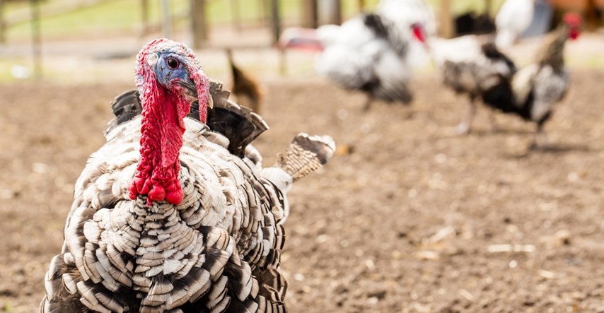 Pojavila se ptičja gripa na farmi purana u Slavoniji