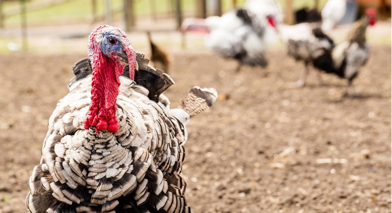 Pojavila se ptičja gripa na farmi purana u Slavoniji, životinje će biti eutanazirane