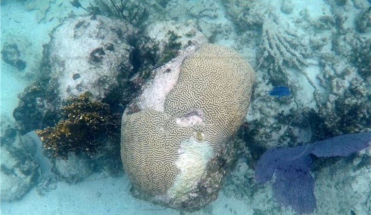 Klimatske promjene mogle bi do 2100. ubiti sve koraljne grebene