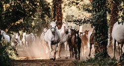 Provedite nezaboravan vikend s konjima u Sloveniji