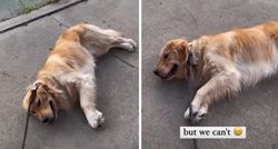 Ljudi se poistovjećuju s ovim psom: Pogledajte što učini kada mu se ne da hodati