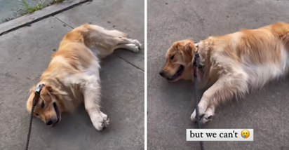 Ljudi se poistovjećuju s ovim psom: Pogledajte što učini kada mu se ne da hodati