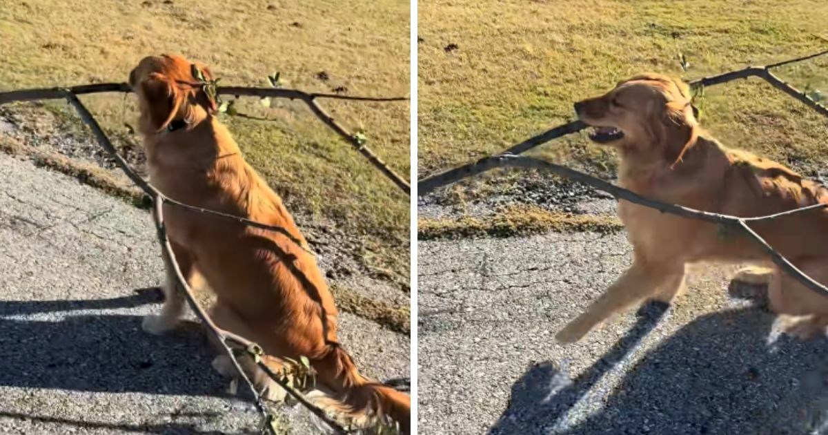 Retriver je u šetnji pronašao veliku granu, pogledajte kako je ponosno vuče kući