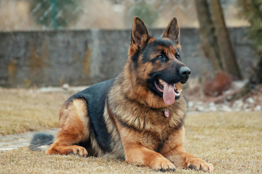 10 stvari koje veterinar želi da prestanete raditi (a svi ih radimo)