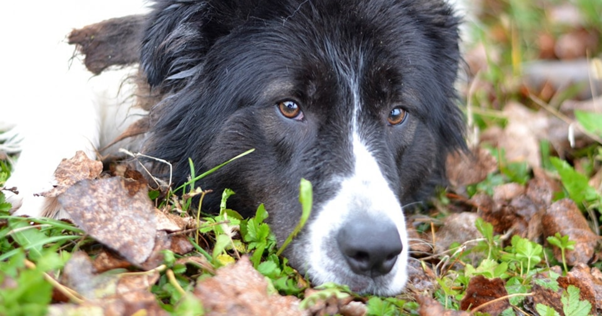 Rocky ne želi dočekati Božić sam. Boravak u azilu mu jako teško pada