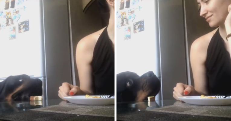 VIDEO Pas se trudio ukrasti ručak svojoj vlasnici i nije htio da ona to primijeti