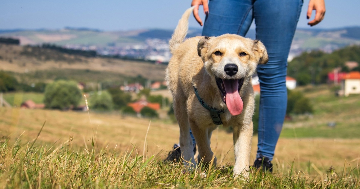 Kako psi pokazuju ljubav tijekom &#x161;etnje?