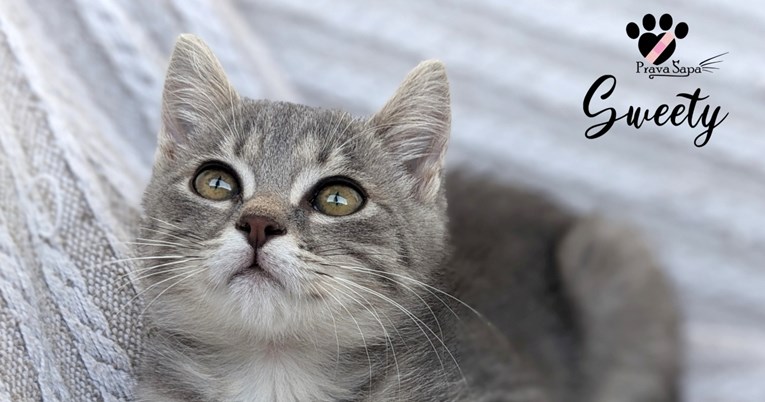 Sweety traži dom: Ima tri mjeseca, umiljata je i obožava društvo drugih mačaka