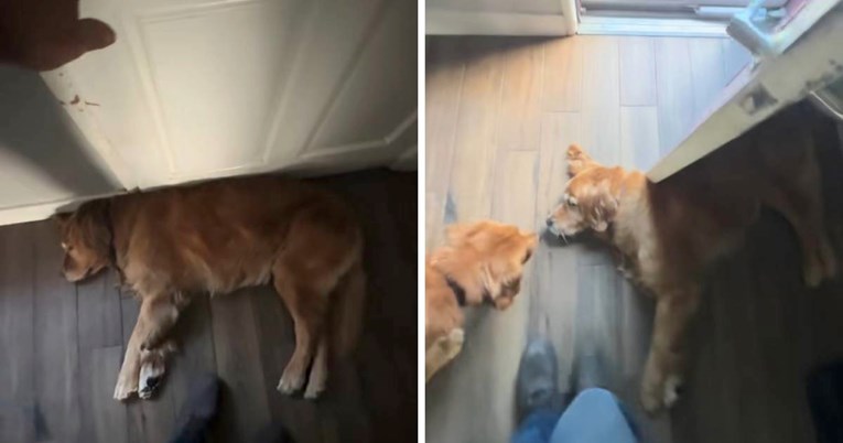 VIDEO Zlatni retriver ne dopušta vlasniku da ide na posao