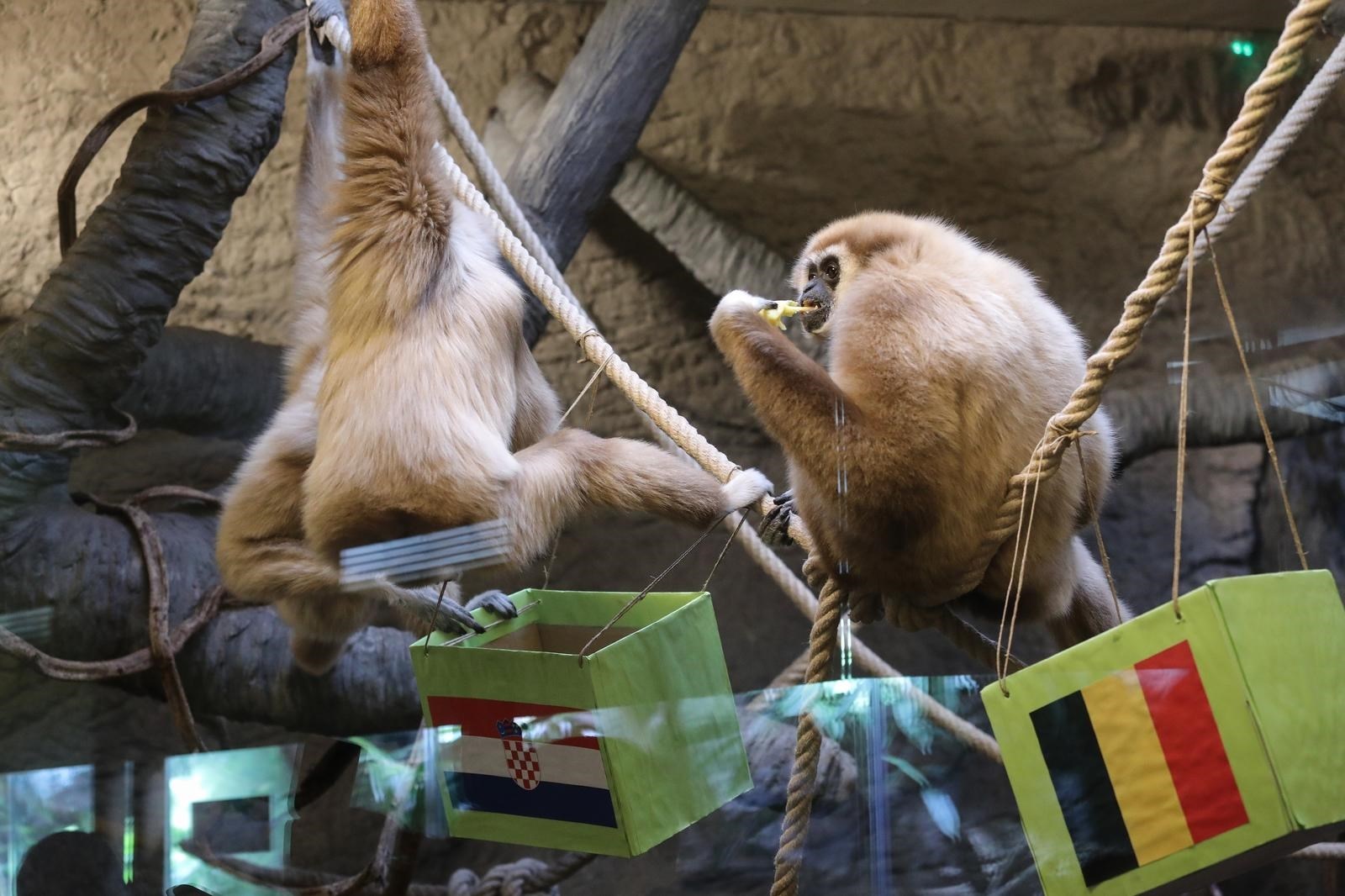 Giboni u zagrebačkom ZOO-u prognozirali: Hrvatska će pobijediti Belgiju