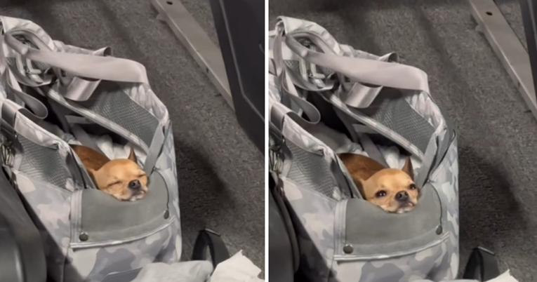 Pokazala kako vodi svoju čivavu u teretanu. Pas spava u torbi dok vlasnica vježba