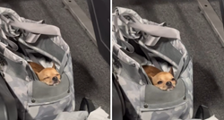 Pokazala kako vodi svoju čivavu u teretanu. Pas spava u torbi dok vlasnica vježba