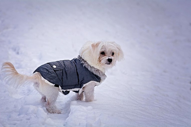 Opasnost od hladnoće: Kako zaštititi psa od hipotermije