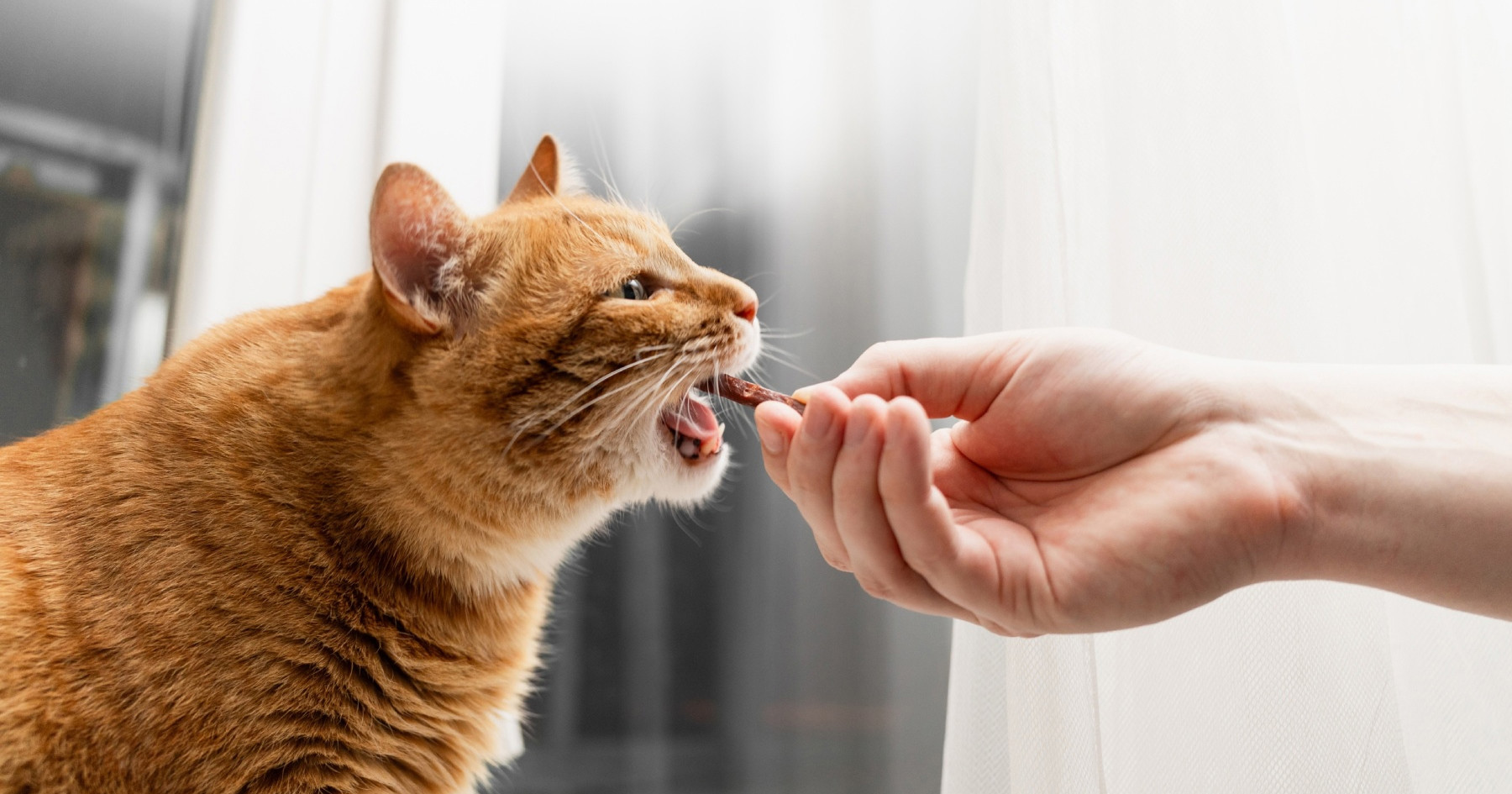 Veterinari izdvojili 5 namirnica koje mogu biti dobre za mačke