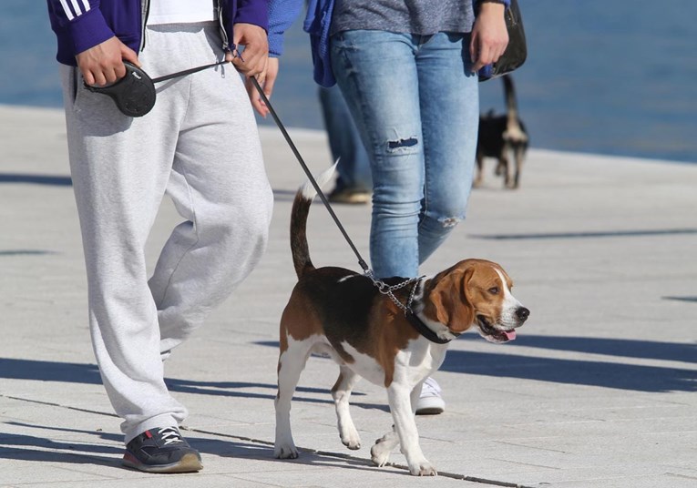 Brazil uvodi zakon o zajedničkom skrbništvu nad kućnim ljubimcima nakon razvoda