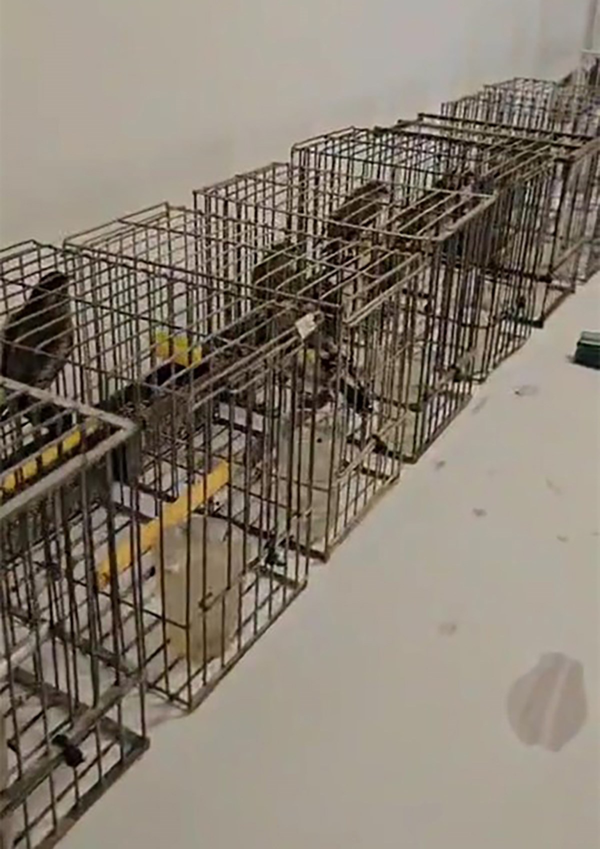 Krivolovac u Brelima uhvaćen sa 17 zaštićenih ptica