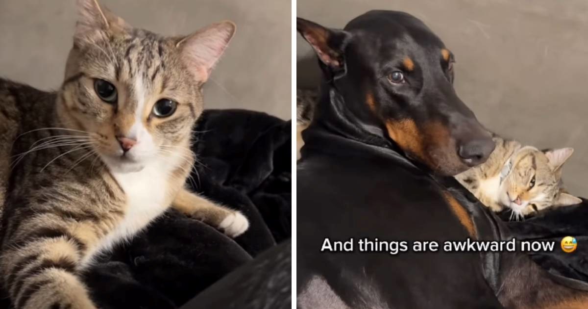 Vlasnica učila mačića kako maziti dobermana, reakcija psa sve je oduševila
