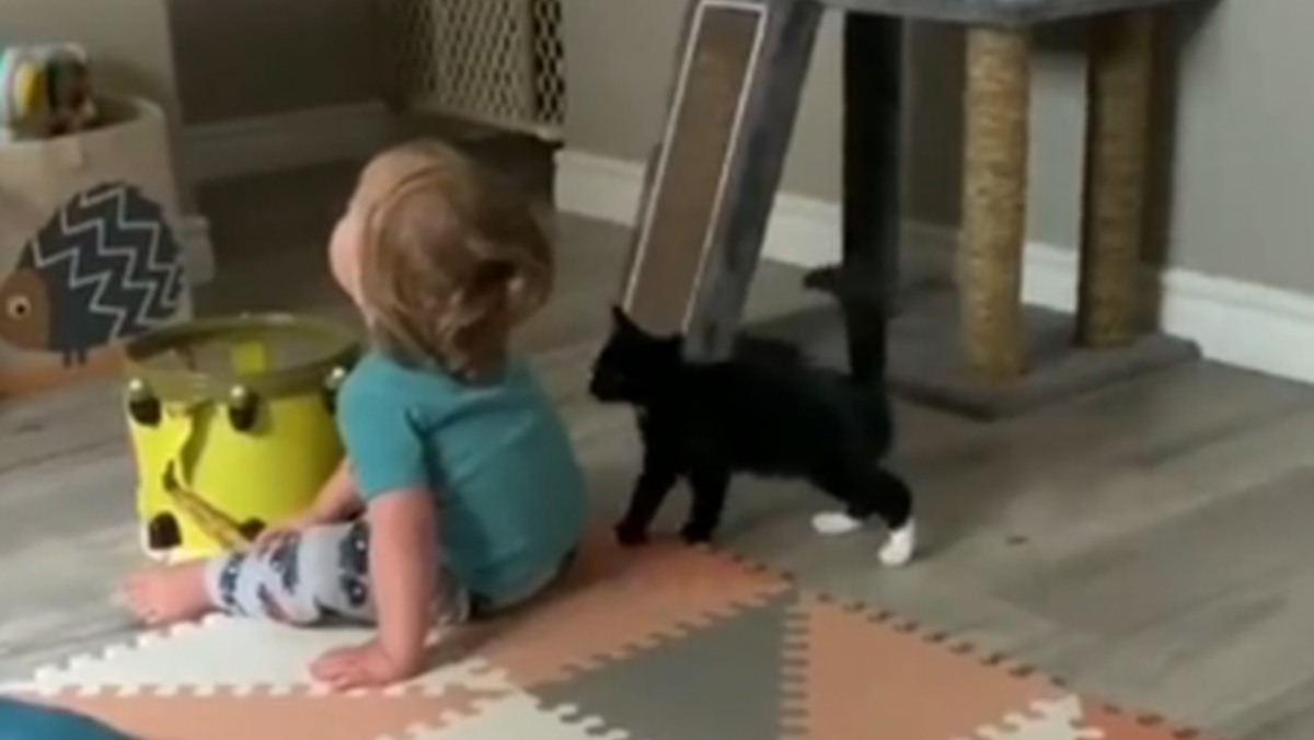 Mače na sve načine pokušalo privući pozornost malenog dječaka, video je postao hit