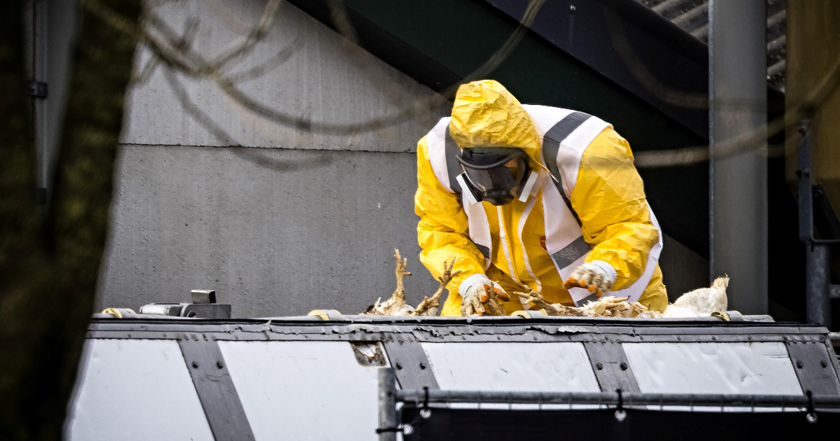 Objavljena simulacija širenja ptičje gripe među ljudima. Ovako bi počela pandemija