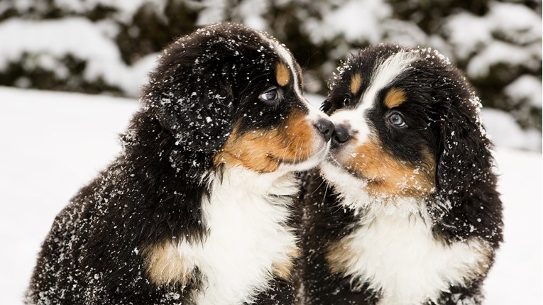 VIDEO Ovi štenci su prvi put doživjeli snijeg
