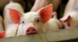 Znanstvenici proučavali roktanje i skvičanje svinja, evo što su zaključili