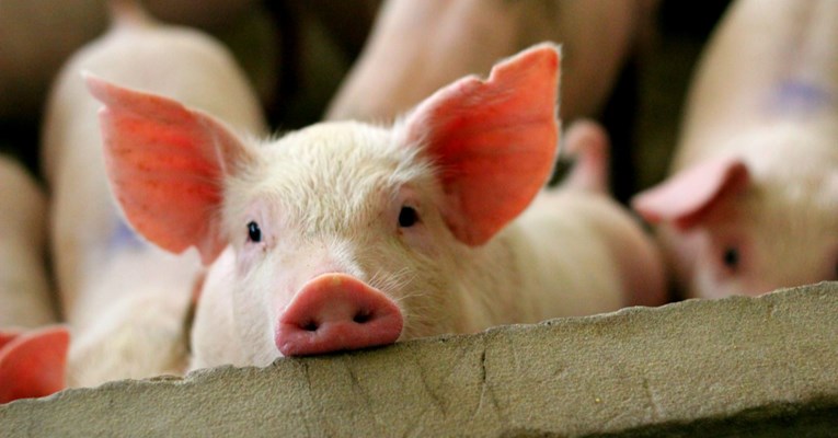 Znanstvenici proučavali roktanje i skvičanje svinja, evo što su zaključili