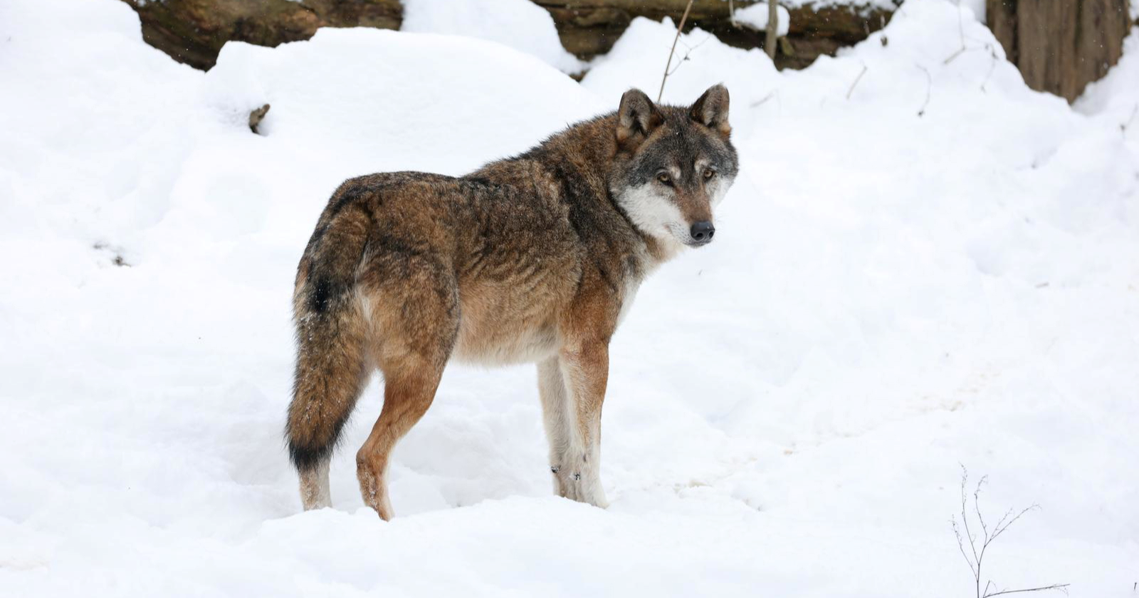 FOTO Životinje u zagrebačkom ZOO uživale na snijegu