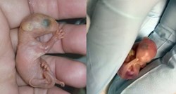 Neodoljiva beba oposum koristi rep kao dudu