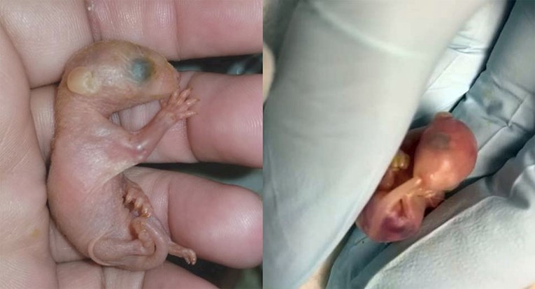 Neodoljiva beba oposum koristi rep kao dudu