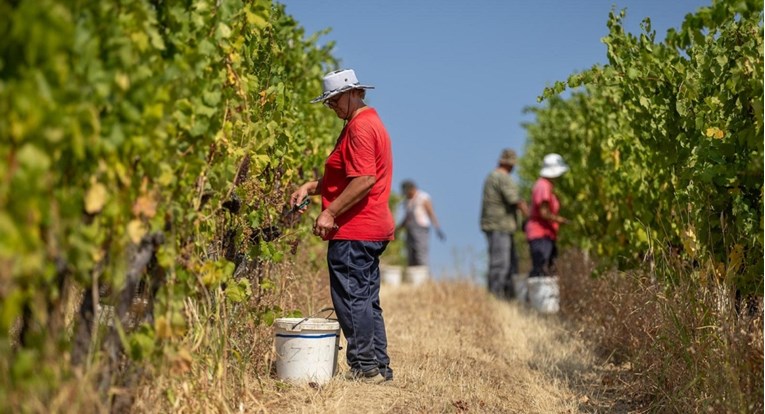 Vinari kažu da je ovogodišnja kvaliteta grožđa izvrsna, ali ga ima manje nego inače